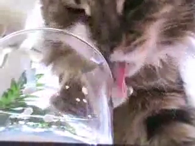 Noisy-drinking-cat