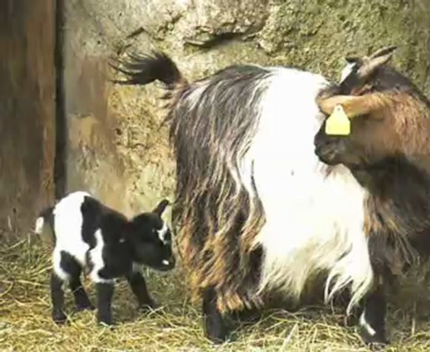 Elevage des Tourelles - Guismo quelques heures après sa naissance !