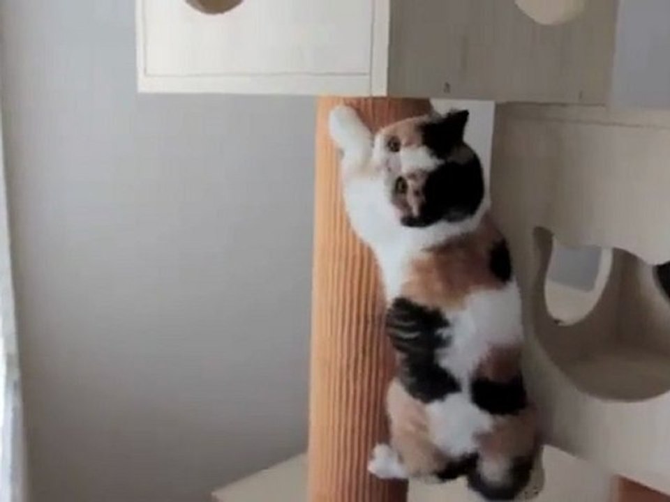 chat excité se prend pour un écureuil