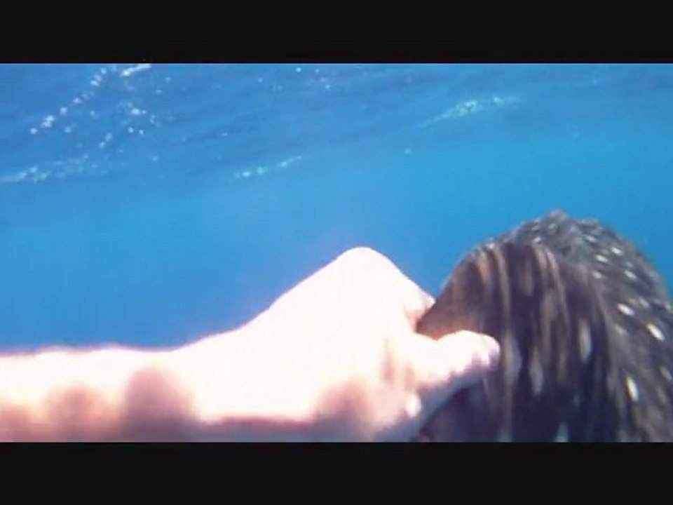 Apnée avec un requin baleine