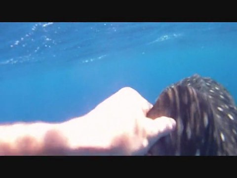 Apnée avec un requin baleine