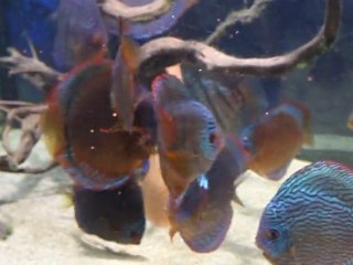 discus 26 février 2011 073