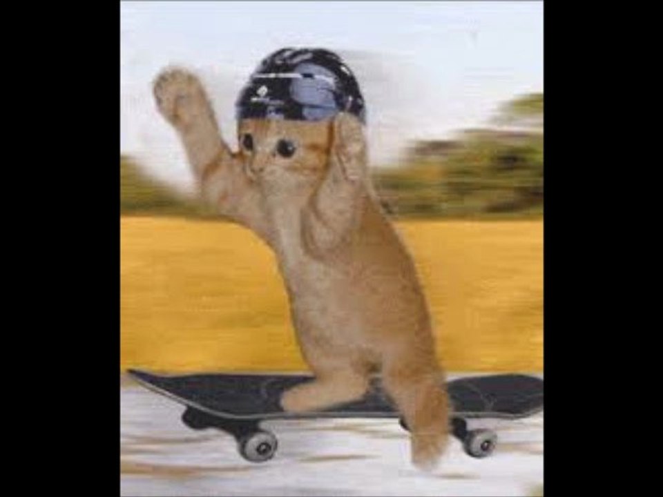 drole de chat