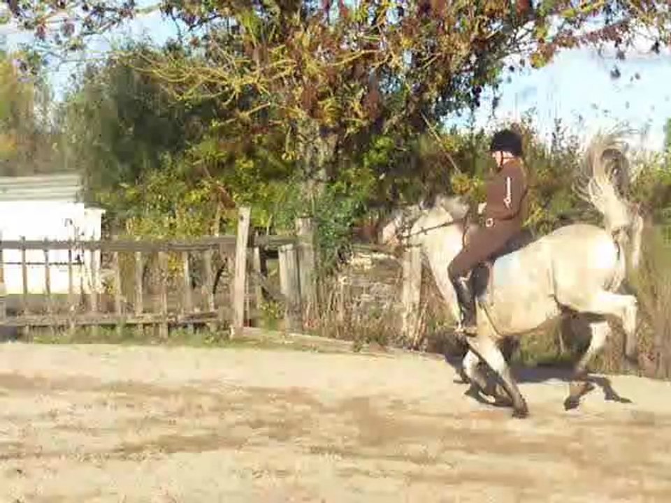 equitation