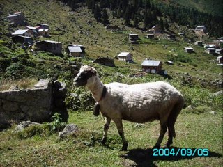 y.amlakit-1- tulum-www.kavrun.tr.gg