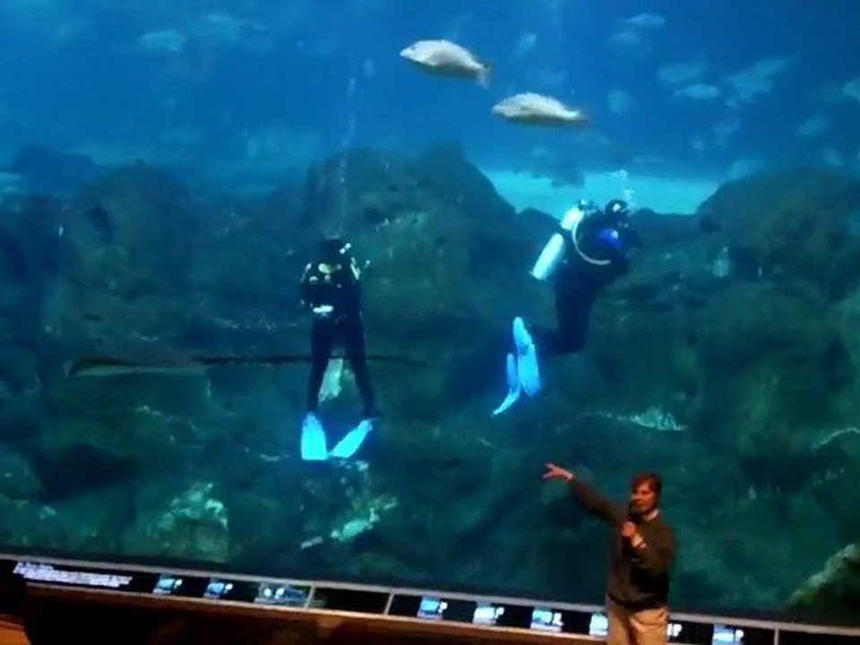 Hanging Out At Adventure Aquarium