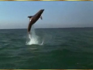 சமுத்திரத்தின் சங்கீதம்-பிறததியாள்VDO