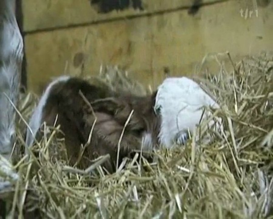 Du lait cru (1)