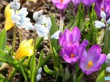Spring vivaldi four seasons, flowers and landscape nature HD
