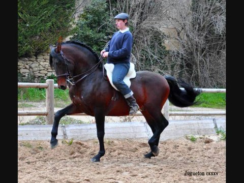 Ecuries kanel Chevaux Pure Race Espagnole A VENDRE/FOR SALE