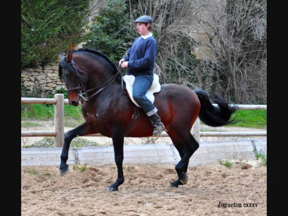 Ecuries kanel Chevaux Pure Race Espagnole A VENDRE/FOR SALE