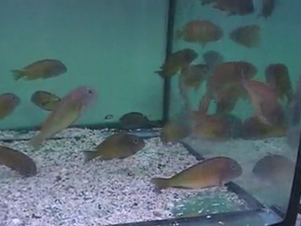 F0 TROPHEUS MOORİ İLANGİ