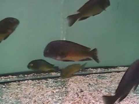 F0 TROPHEUS MOORİ GOLDEN KAZUMBA