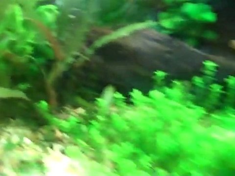 220 gallon planted fishtank. 220 rainbowfish tank.