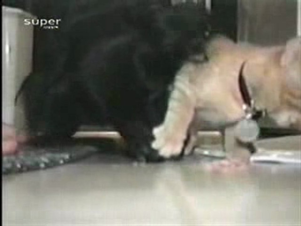 c'est qui le chef ?
