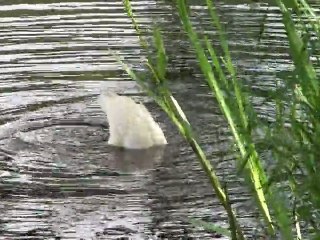 Waterfowl = Valkoinen sorsa