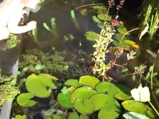 Harvesting Jungle Val and Baby tears 10-9