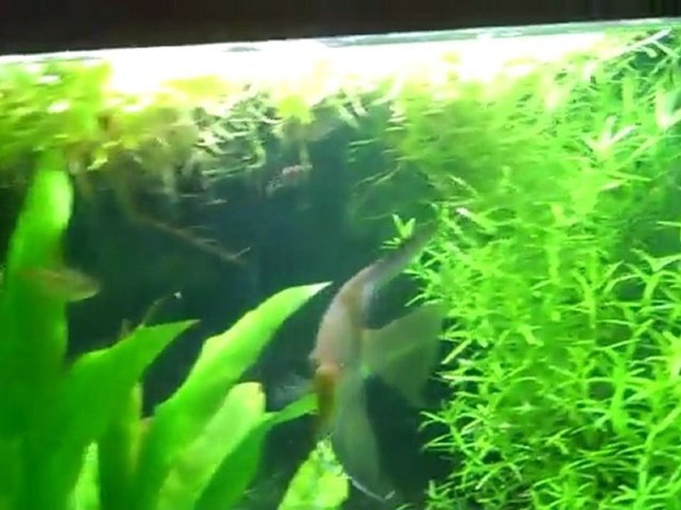 Dustins 125 Planted fish tank 10-9-10