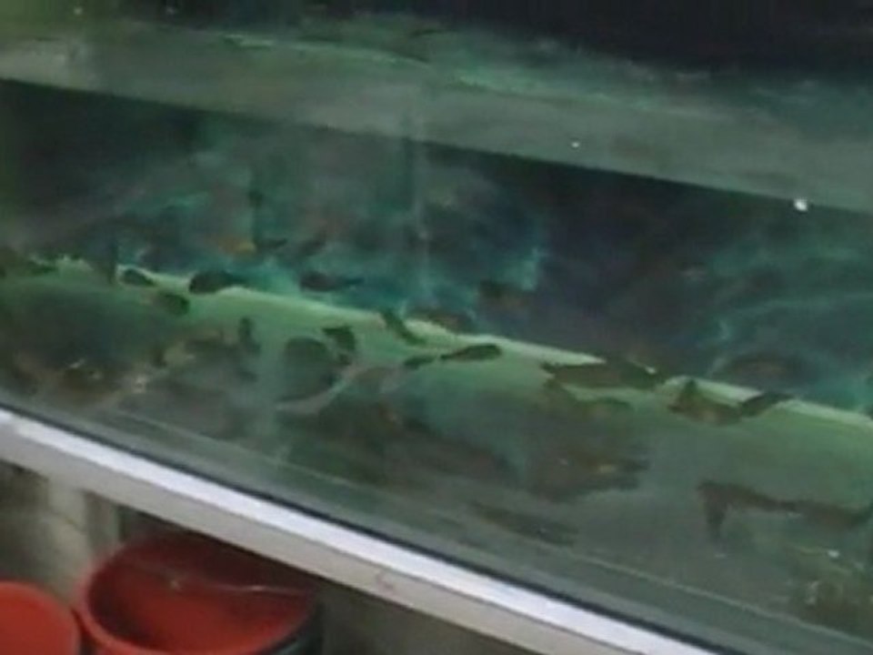 FO TROPHEUS MOORİ KASAKALAWE