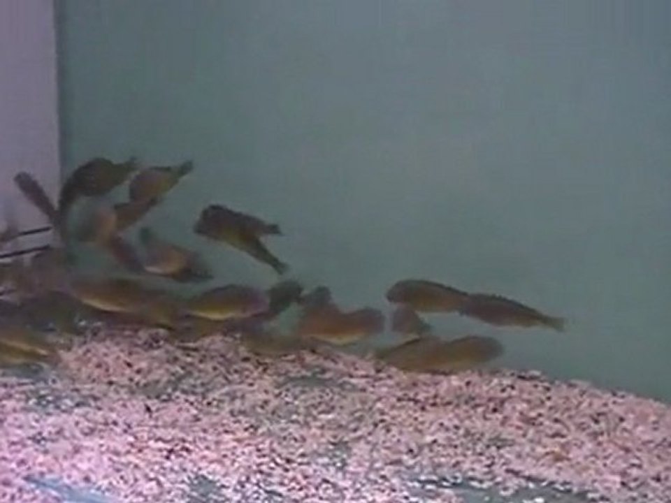 FO TROPHEUS RED RAİNBOW KANTALAMBA