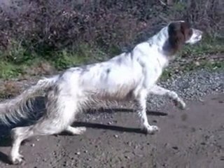 SETTER 74 (Radentis Arno & Brina Del Binario=ELİAA)