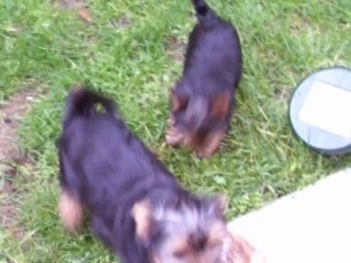 Bébés yorks à 2 moiset 1 semaine