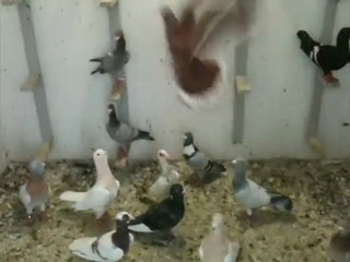 arap filo güvercinleri. www.guvercinrehberi.com