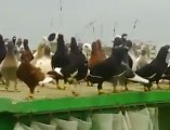 lübnan ( lebanon ) pigeons