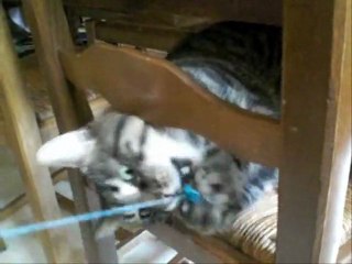 Mon gros chat whisky