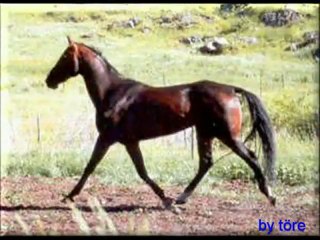 Türk Ahal Teke Atları / Akhal Teke Horses Bodytr.com