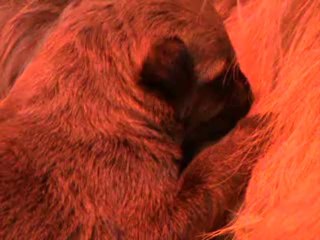 Scéance d'allaitement