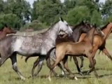 Türk Ahal Teke Atları / Akhal Teke Horses ~ Bodytr.com