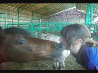 montage videos des chevaux :D