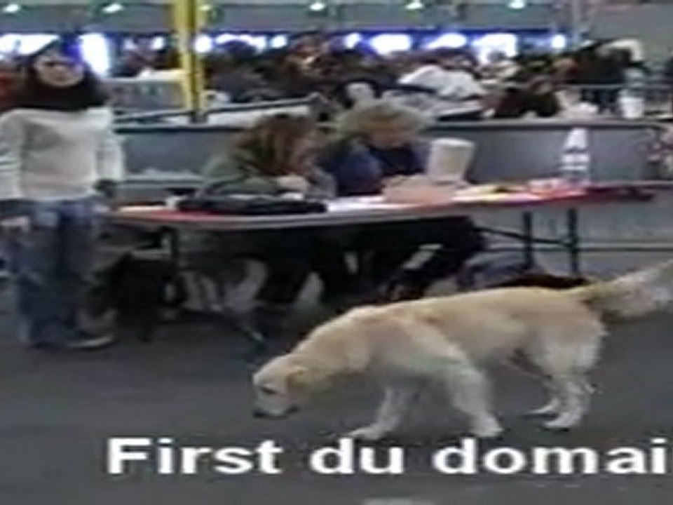 Expo canine Toulouse 26 Fevrier 2011 - First