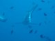 requin gris aux maldives marc