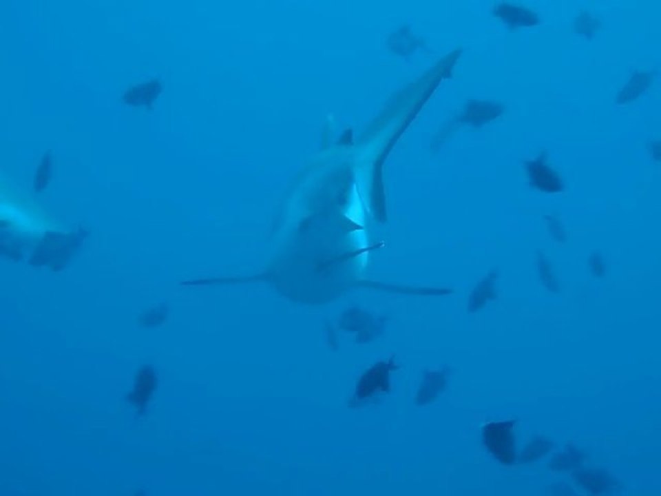requin gris aux maldives marc