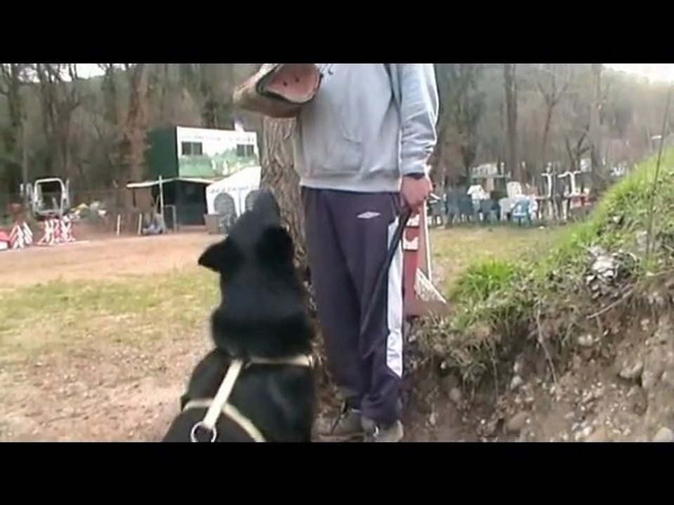 CERT Z KOLOVECSKEHO MLYNA 10 mois Entraînement RCI