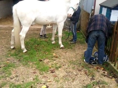L'arrivé de Charly dans son nouveau box.