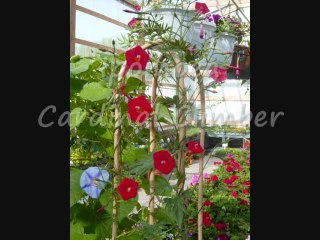Planting From Seed Unique Morning Glory Vines