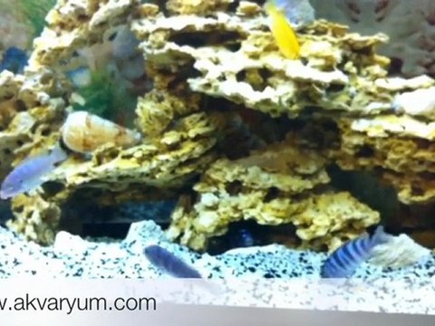 malawi akvaryumum ve demasonilerimin yavruları