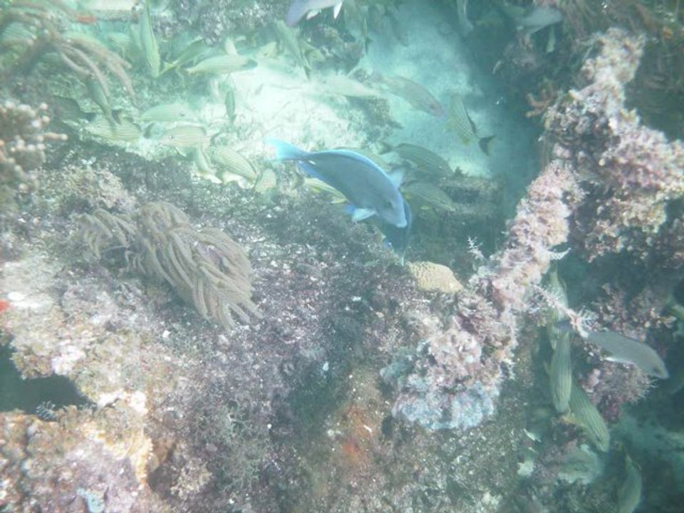 Cayo Coco, Cuba 2009