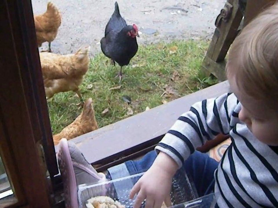 notre Lyson qui nourrit les poules!!!