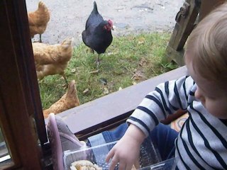 notre Lyson qui nourrit les poules!!!