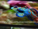 Aquarium screensaver wants a home, will you help?