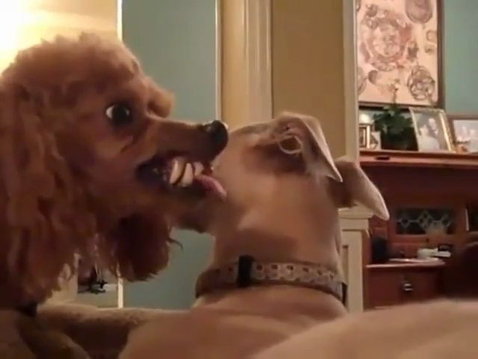Punk'd By a Poodle!