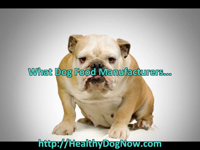 dog food wellness