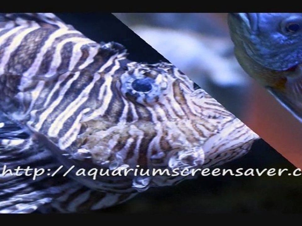 Aquarium screensavers are great fun!  Lots of choices.