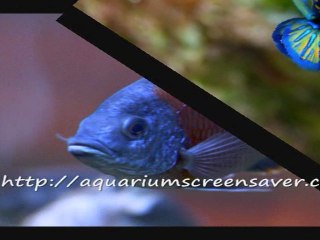 Aquarium screensavers