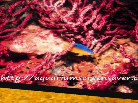 Aquarium screensavers 3D fun and more for free