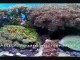 Aquarium screensaver are so cool.  Fun and easy to install